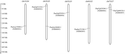 Genome-wide analysis of respiratory burst oxidase homolog gene family in pea (Pisum sativum L.)